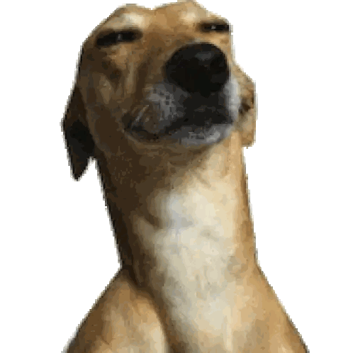 Dog Looking Up Close
