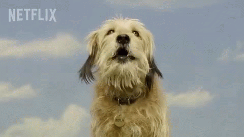 Dog Looking Up With Netflix Logo