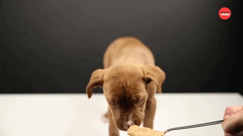 Dog Love Peanut Butter GIF