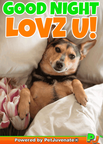 Dog Lying in Bed Saying Good Night