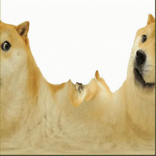 Dog Lying on Back Looking Up