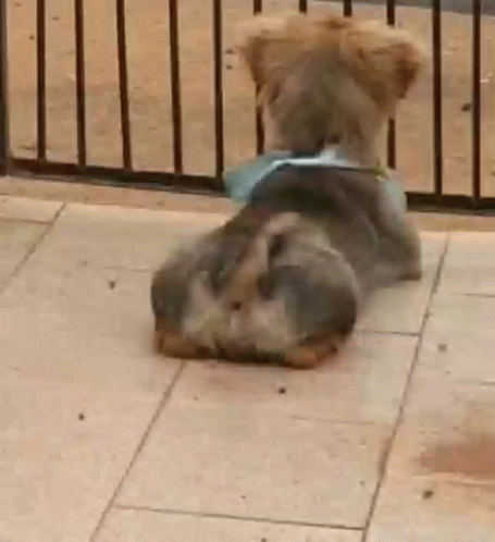 Dog Lying on Back on Tiled Floor
