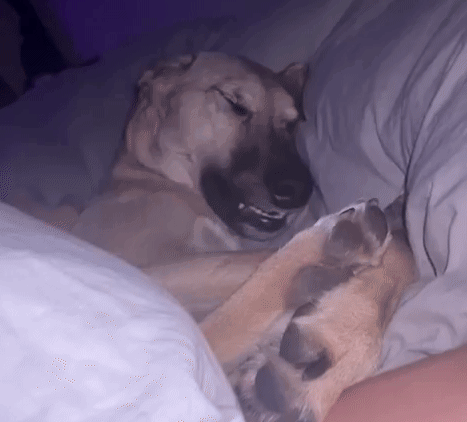 Dog Lying On Bed Next To Person's Leg GIF