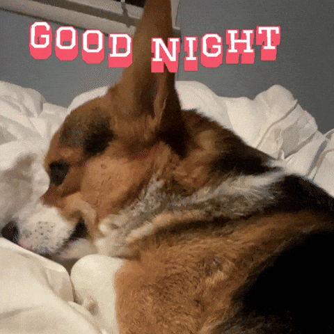 Dog Lying on Bed Saying Good Night