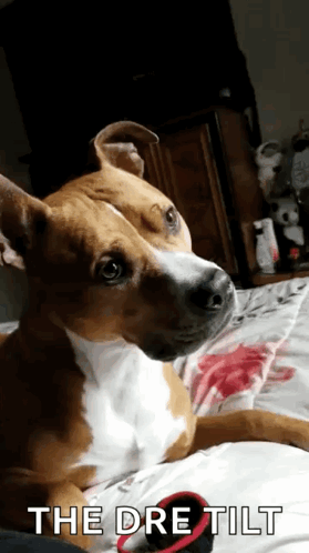Dog Lying on Bed With The Dre Tilt
