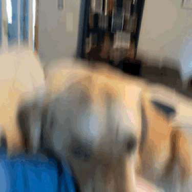 Dog Lying on Bed