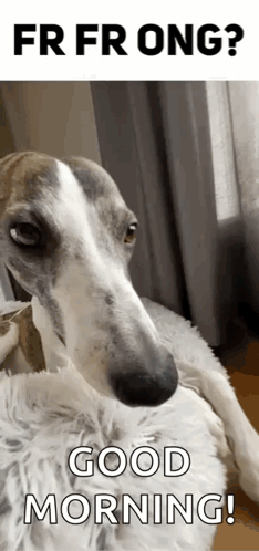 Dog Lying on Blanket Good Morning