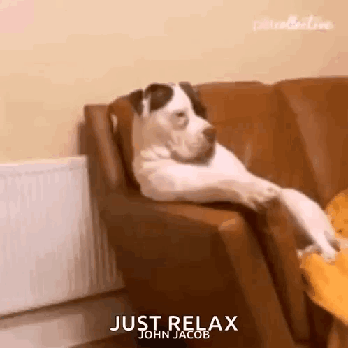 Dog Lying on Couch Armrest