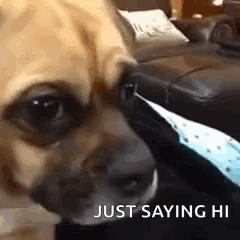Dog Lying on Couch Looking at Camera