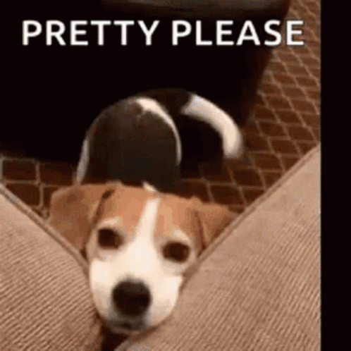 Dog Lying on Couch Pretty Please