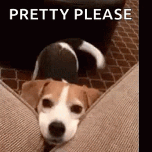 Dog Lying on Couch Pretty Please