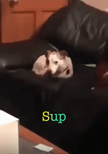 Dog Lying on Couch Saying Sup
