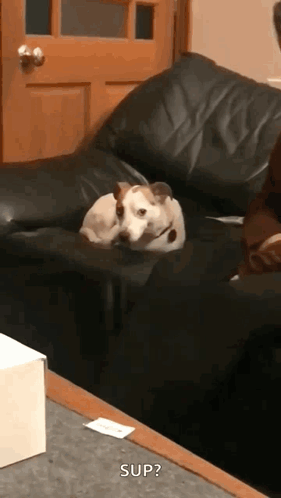 Dog Lying on Couch Saying Sup