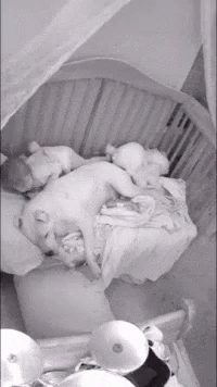 Dog Lying on Crib Next to Baby