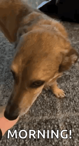 Dog Lying on Floor Looking at Person's Hand