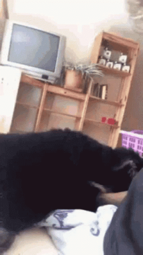 Dog Lying on Person's Lap