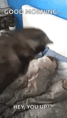 Dog Lying on Person Saying Good Morning Hey You Up