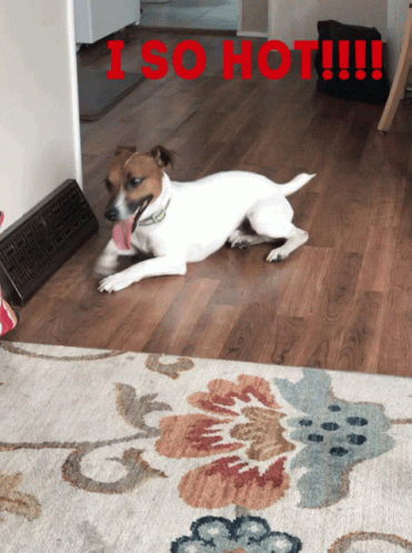 Dog Lying on Rug I So Hot