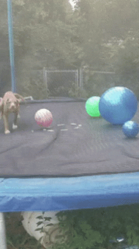 Dog Lying On Trampoline With Balls GIF