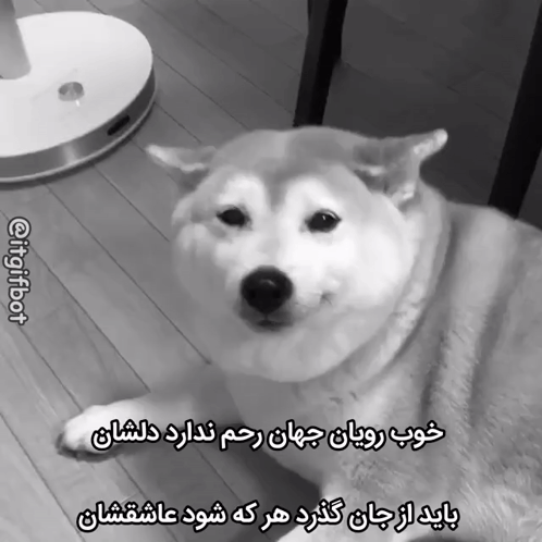 Dog Lying on Wooden Floor