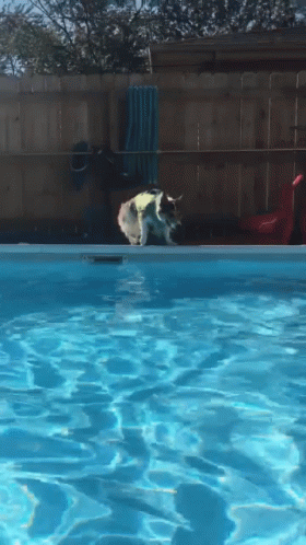 Dog Makes Splash In Pool GIF