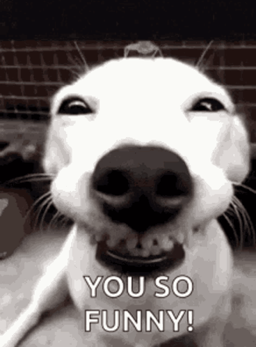 Dog Making Funny Face Saying You So Funny