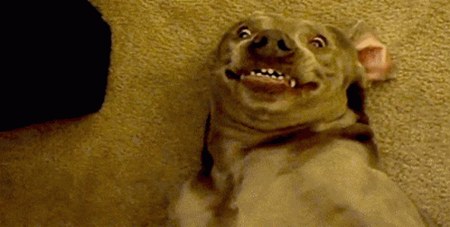 Dog Making Funny Face Sitting on Floor