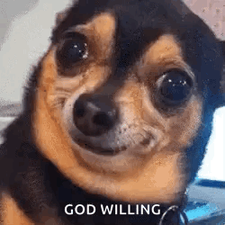 Dog Making Funny Face While Laying On Floor GIF