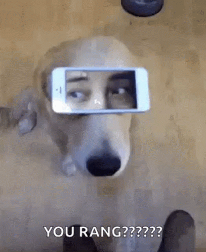 Dog Man Eyes On The Phone GIF
