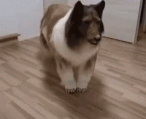 Dog Man Lying Down GIF