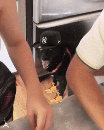 Dog Man New York Yankees Cap GIF