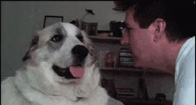 Dog Man Punching Owner GIF