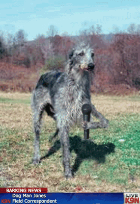 Dog Man Scottish Deerhound Interview GIF