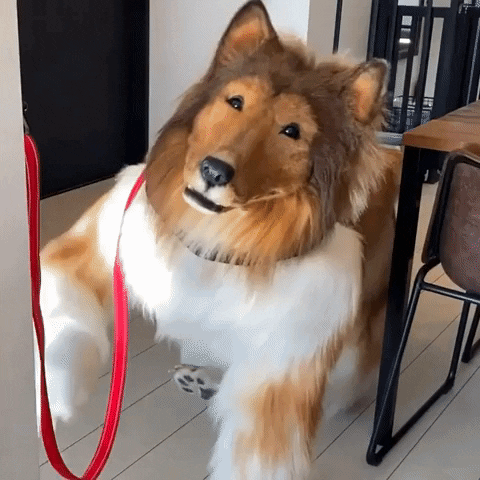 Dog Man Scratching Post GIF