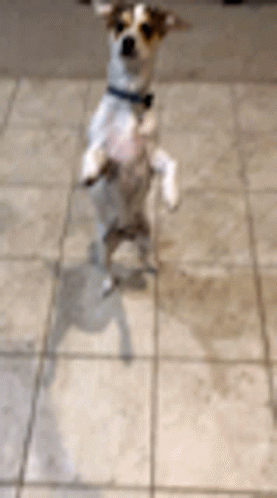 Dog Man Walking On Hind Foot GIF