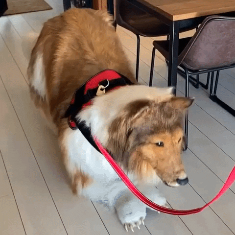 Dog Man Waving His Paw GIF