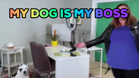 Dog Meme My Dog Is My Boss GIF