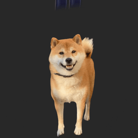 Dog Meme Smiling Face Pose GIF