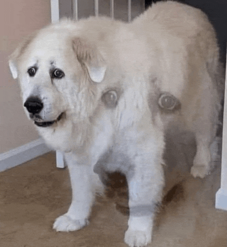 Dog Memories Meme GIF