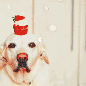 Dog Motivational Quotes Like Emoji GIF