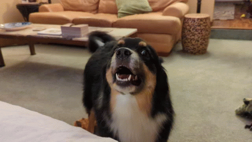 Dog Mouth Open Showing Teeth in Living Room