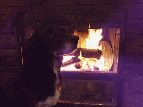Dog Near Fireplace GIF