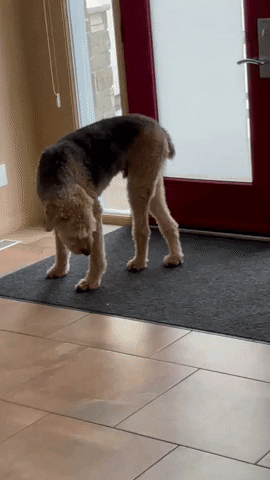 Dog Never Ending Finding Lay Position GIF