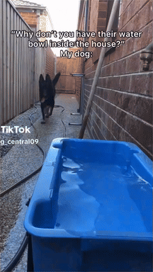 Dog Next to Blue Water Bowl Saying Why Don't You Have Their Water Bowl Inside the House