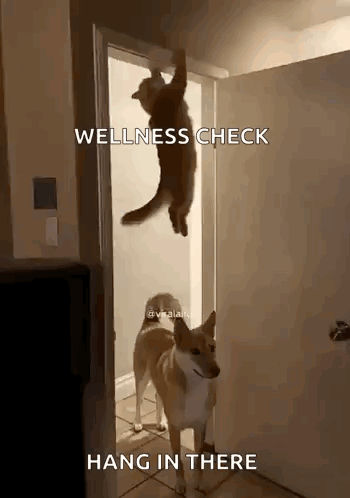 Dog Next To Cat Hanging From Door Saying Wellness Check Hang In There GIF