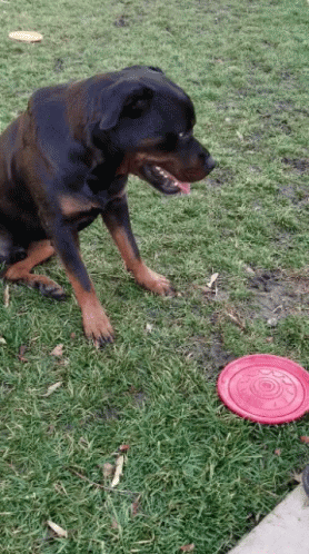 Dog Next to Red Frisbee