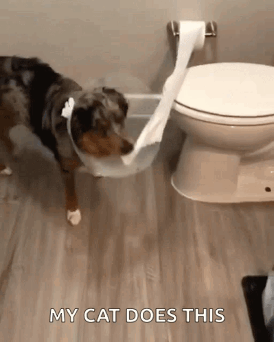 Dog Next to Toilet with Toilet Paper