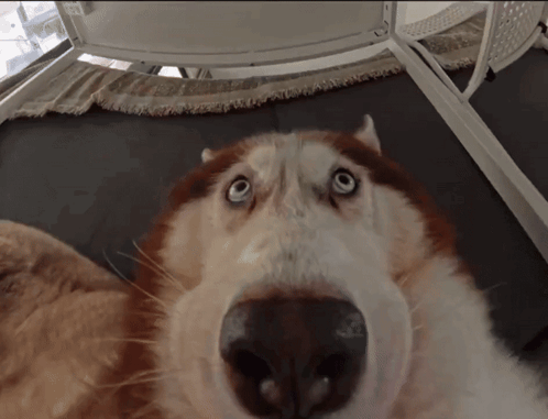Dog Nose And Blue Eyes Close Up GIF