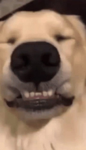 Dog Nose and Mouth Open Close-Up