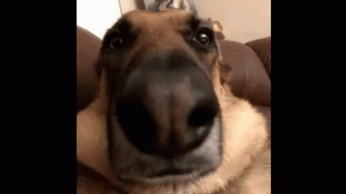 Dog Nose Close Up GIF